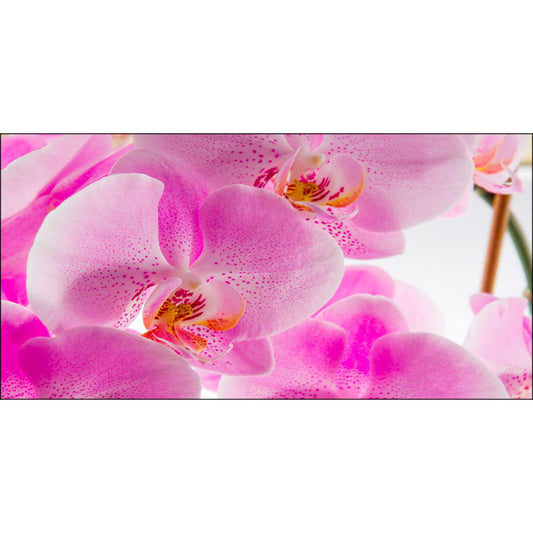 Quadro floreale Orchidee Rosa su tela