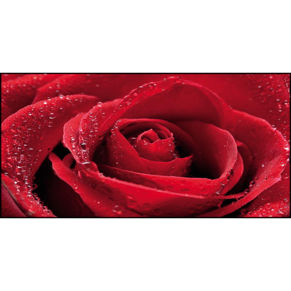 Quadro floreale Rosa Rossa su tela