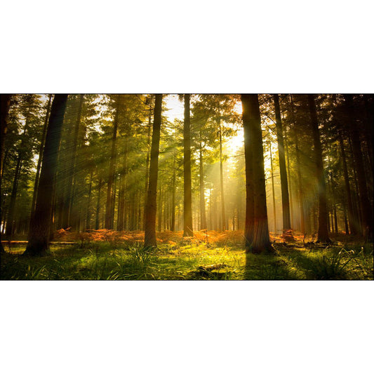 Quadro paesaggio Bosco su tela