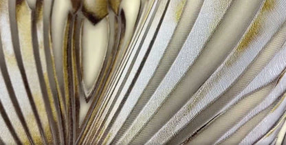 Carta da parati Roberto Cavalli Foglie Luxury 3